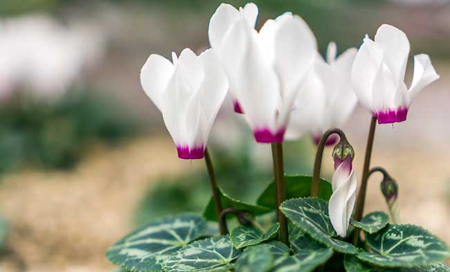 perche-il-ciclamino-sta-cadendo-come-far-rivivere-un-ciclamino-caduto